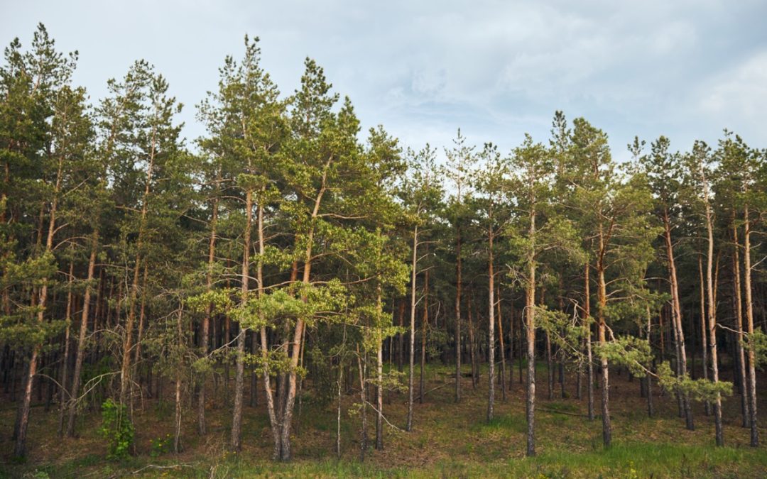 Georgia’s Majestic Pines: A Guide to Identification and Safekeeping (and Why Axe Men Tree Service Should Be Your Go-To!)